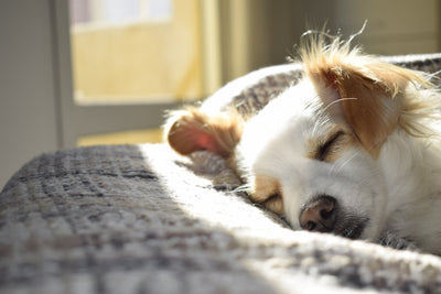 El lugar ideal para dormir para su perro: consejos y recomendaciones