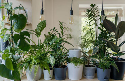 Sala de estar de plantas: las 10 mejores plantas para la sala de estar